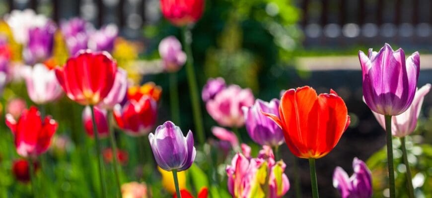 Bright,Colorful,Multi-colored,Yellow,,White,,Red,,Purple,,Pink,Blooming,Tulips